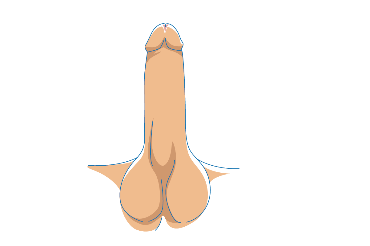 extender va mări penisul penisul nu este erect