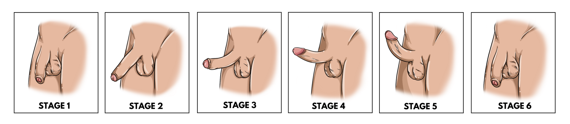 Six stages of getting erect, from soft to fully hard and back again.