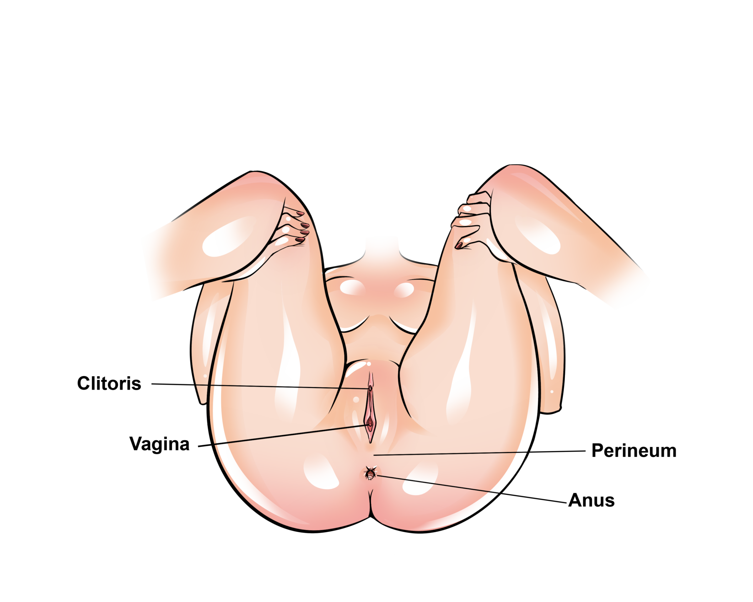 A Beginner's Ultimate Guide To Anal Masturbation