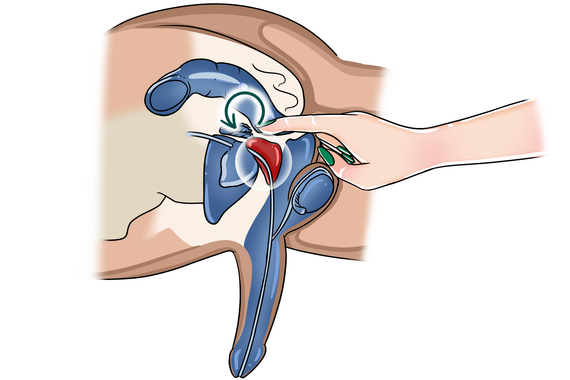 Massage Move #2 – Slow Circles Around The Spot Ivy performs prostate massage using slow circular motion around the prostate gland.