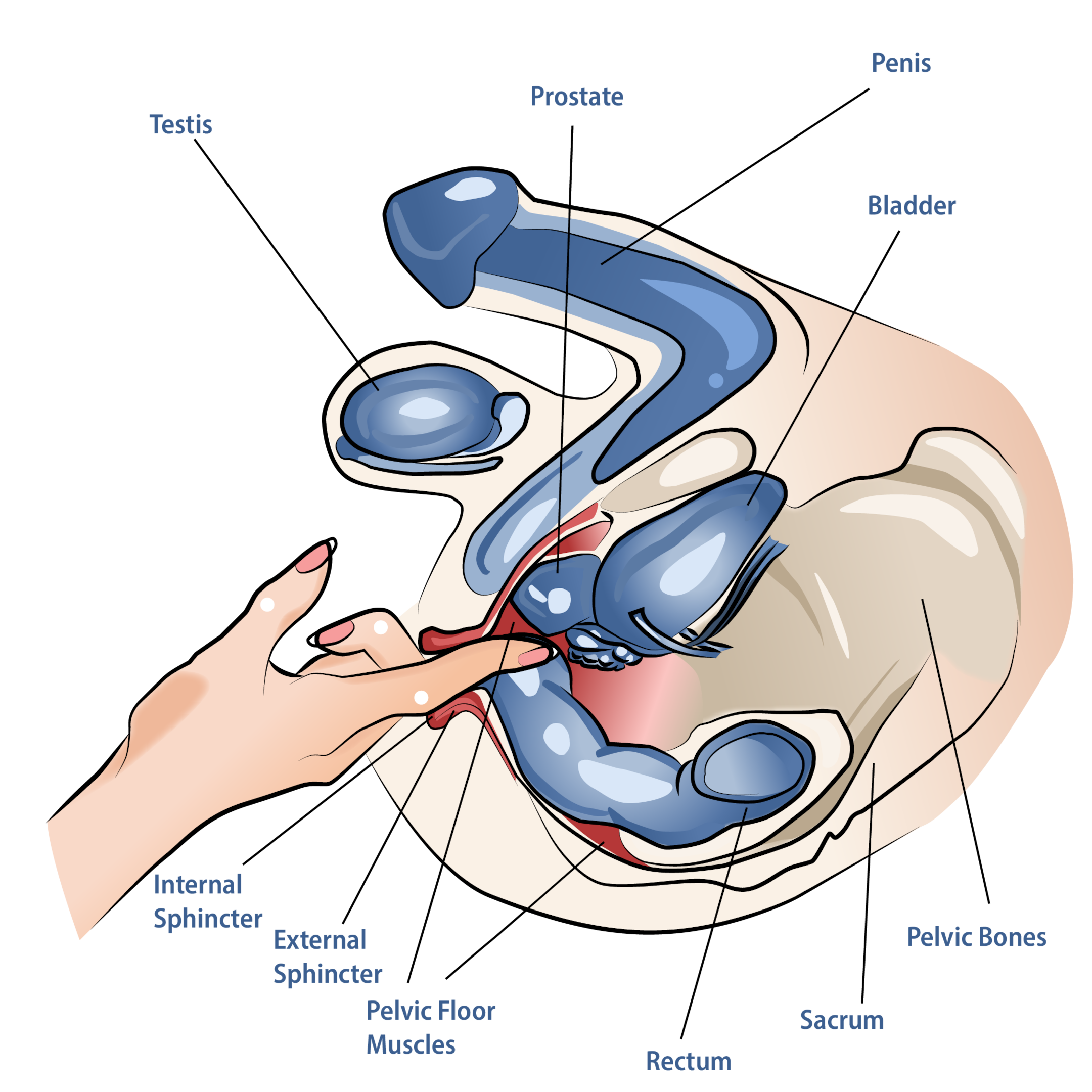 Where Is The Prostate Located Diagram showing the prostate below the bladder and in front of the rectum