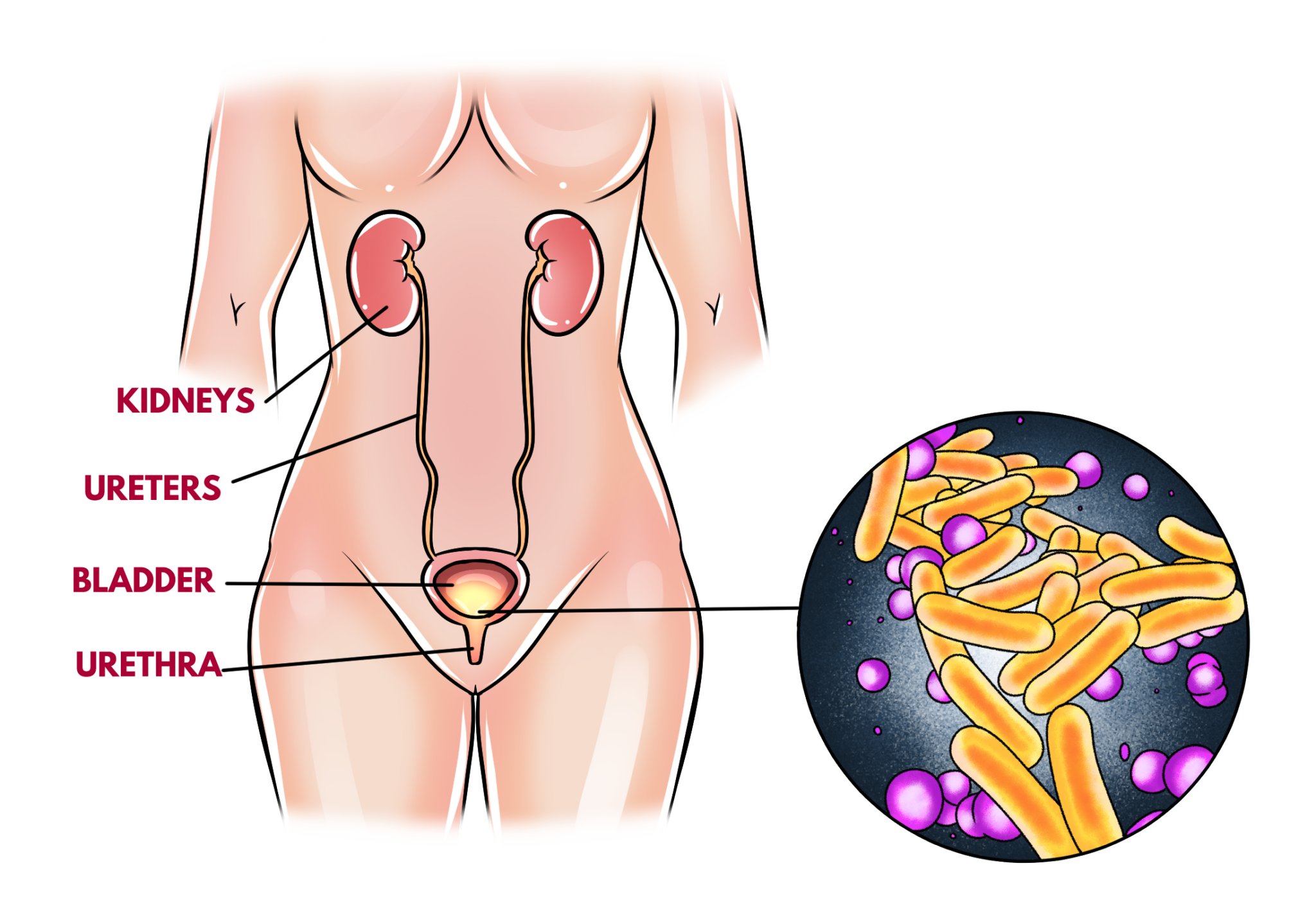 Free Direct Access Does Oral Sex Cause Bladder Infections