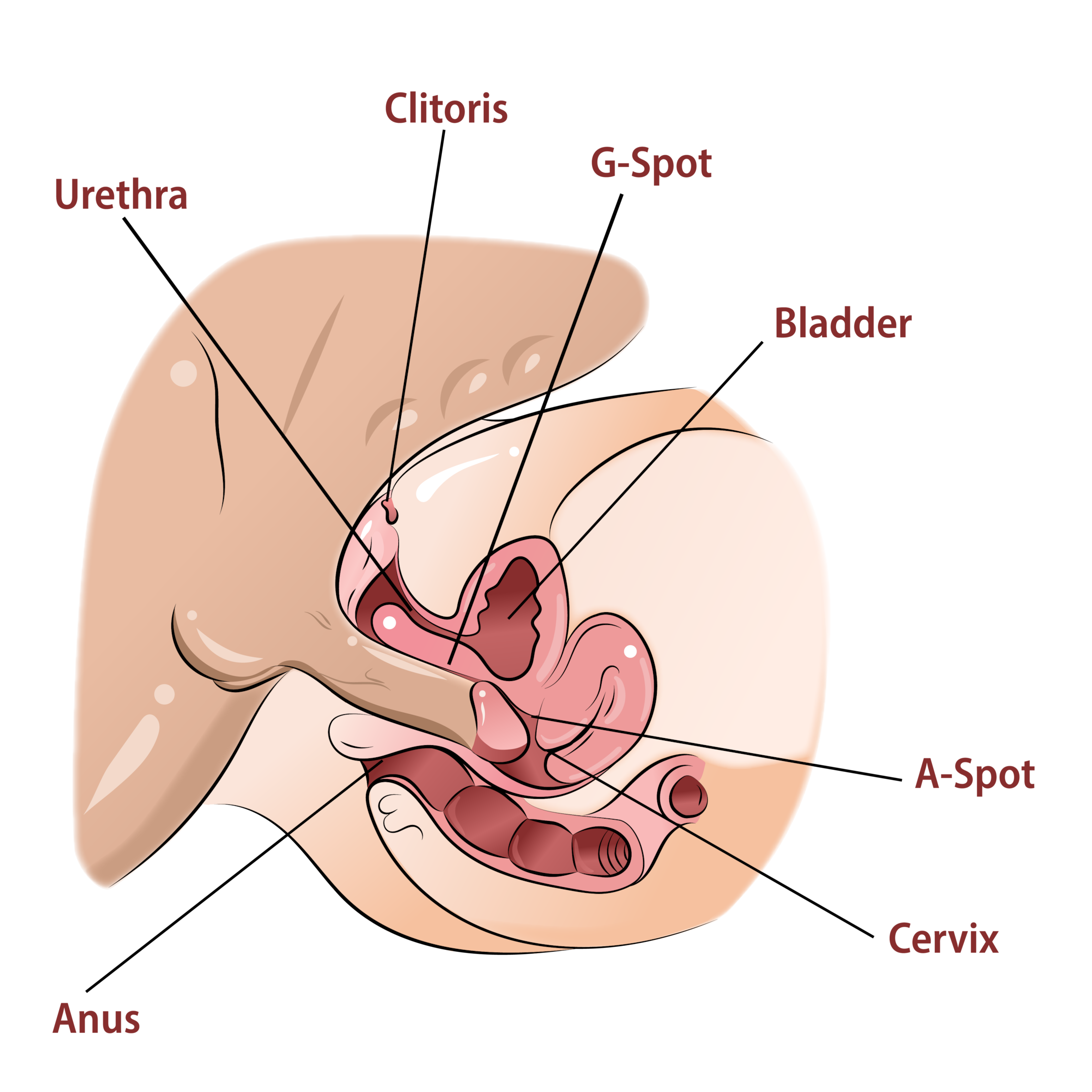 Tip #7 – Go Deep & Slow On Her Hidden Sweet Spots (That Back-Wall Magic) Deep penetration hits emotional and physical nerves at the same time. That is why some orgasms feel almost overwhelming.