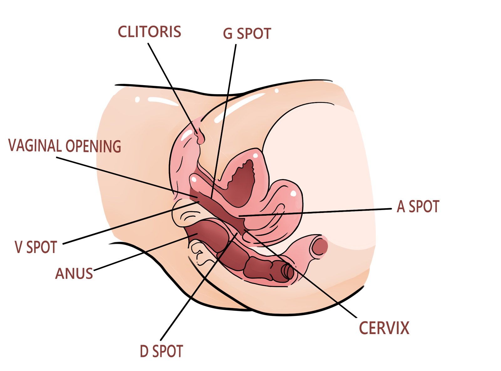Step #2 – Know Where To Put Your Fingers Inside